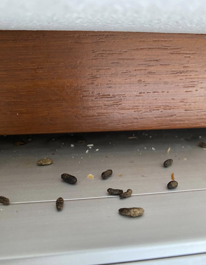 muizen keutels die op een grijze ondergrond liggen met een houten balk erboven