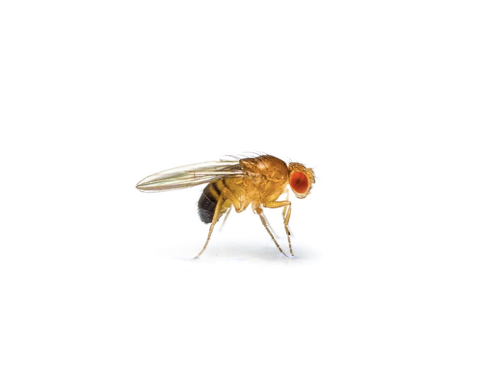een goud gekleurde fruitvlieg met schaduw voor een witte achtergrond
