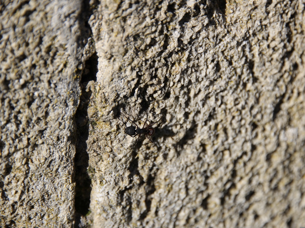kleine moer dat op een stenen ondergrond loopt met een spleet aan de linkerkant