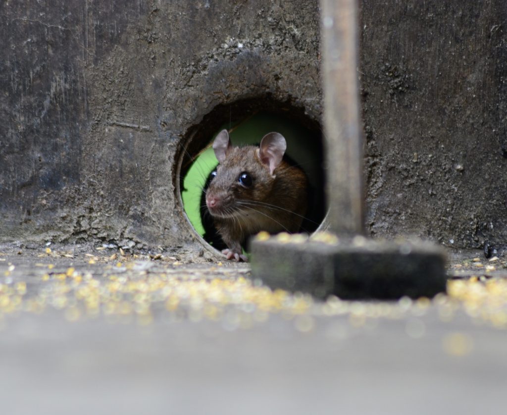 rat dat in een ronde tunnen van een zwarte muur zit