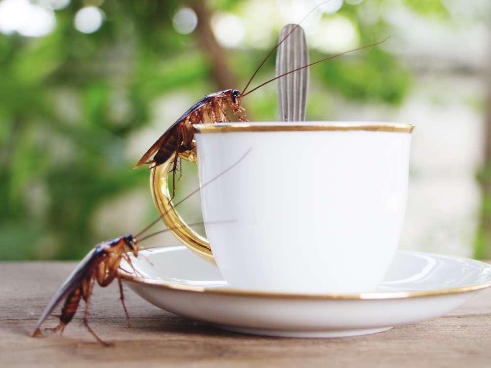 twee kakkerlakken die in een wot koffiekopje kruiken