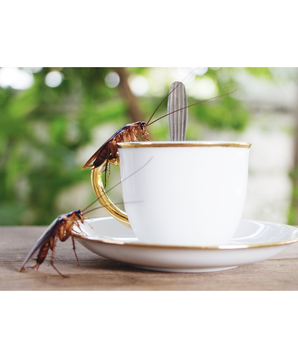 twee kakkerlakken die in een koffiekop kruipen
