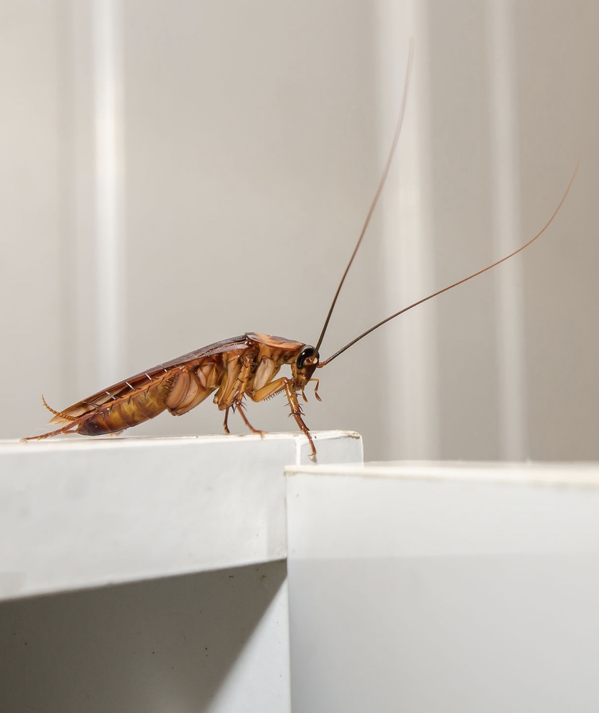 bruine kakkerlak met grote voelsprieten dat op een witte meubel staat