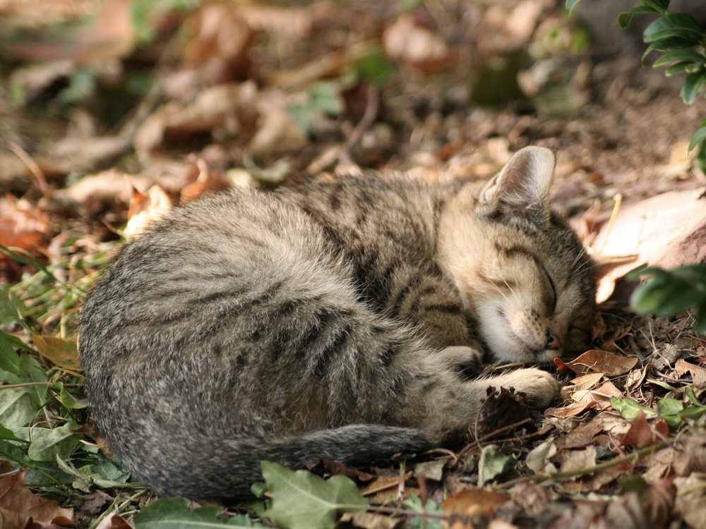 grijze kat die aan het slapen is op blaadjes
