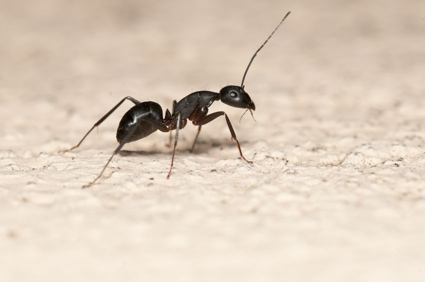 gedetailleerde foto van een zwarte mier op een witte ondergrond