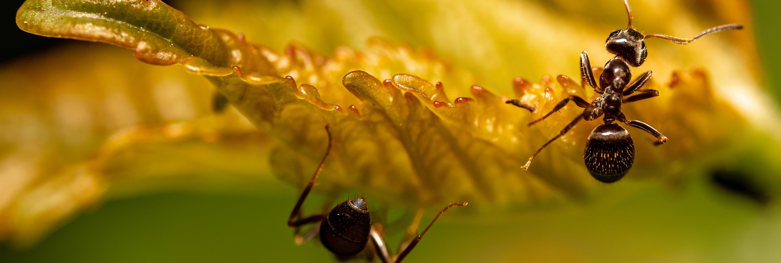twee zwarte mieren die op een geel blad lopen met een wazige achtergrond