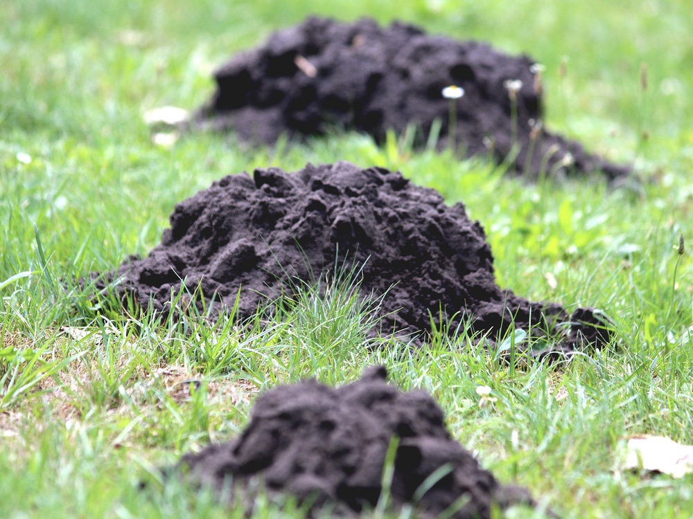 drie molshopen van donkere grond op een grasvled