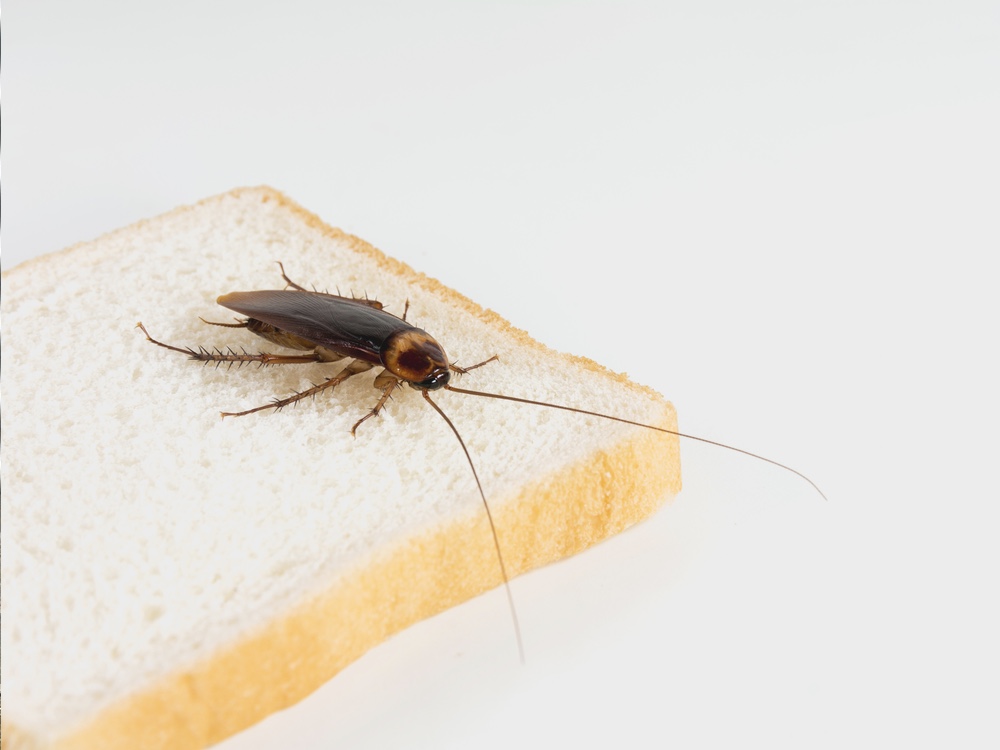 kakkerlak ligt op wit brood