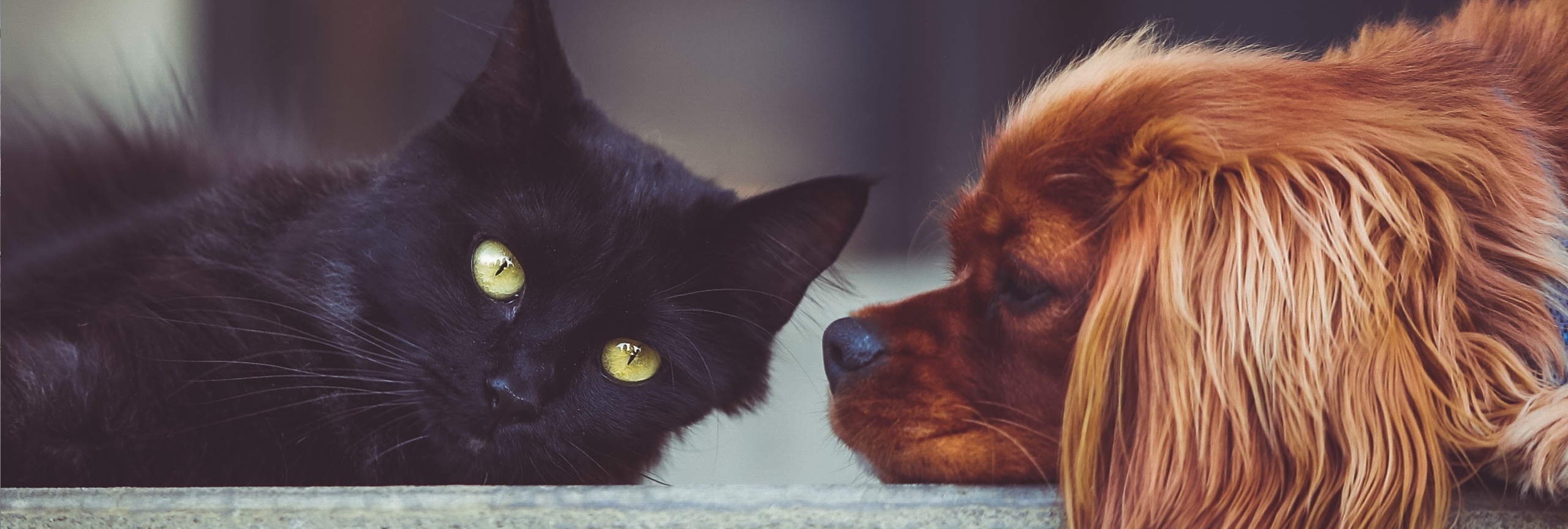 zwarte kat en bruine hond die op een grijs tapijt liggen
