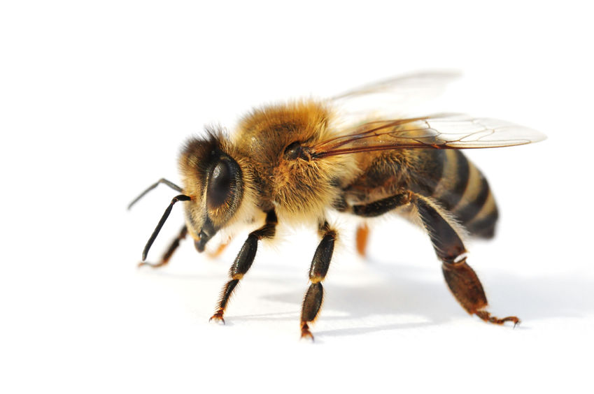 honingbij met schaduw op een witte achtergrond