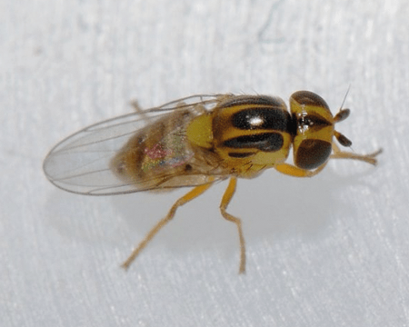 geel met bruin gekleurde grasvlieg met een grijze achtergrond