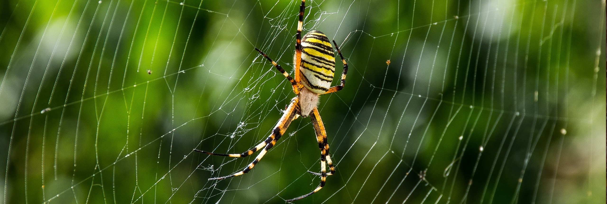 wespenspin in een spinnenweb in de natuur