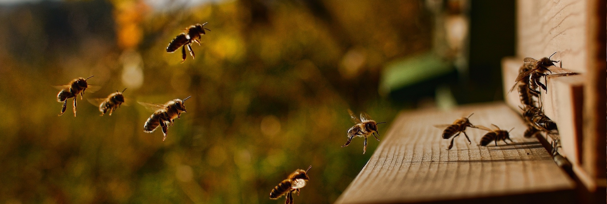 vliegende bijen op een stuk hout