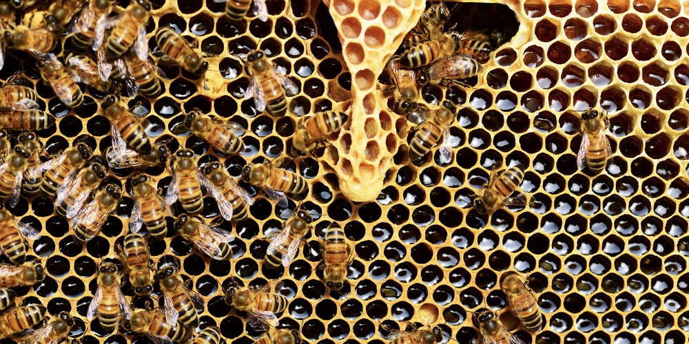 bijenkorf met bijen en honing in de gaatjes