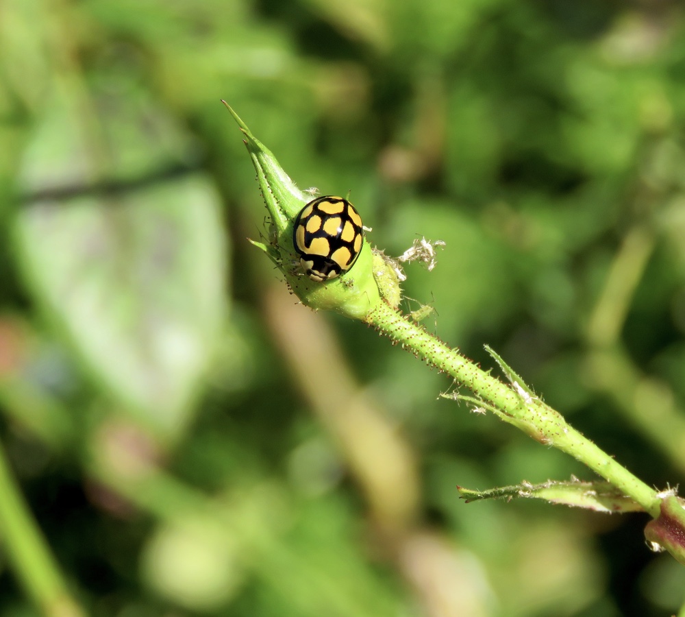 geel met zwarte lieveheersbeestje op een groene tak in de natuur