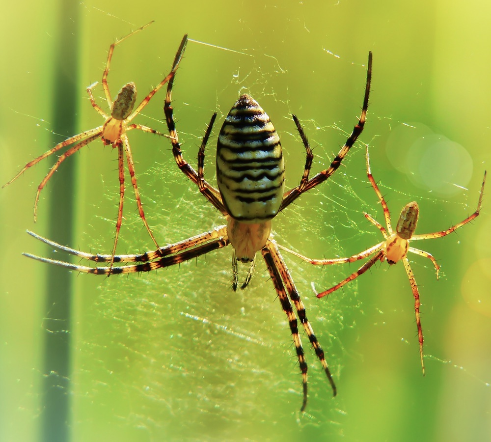 moeder spin met twee kleine spinnen in een spinnenweb
